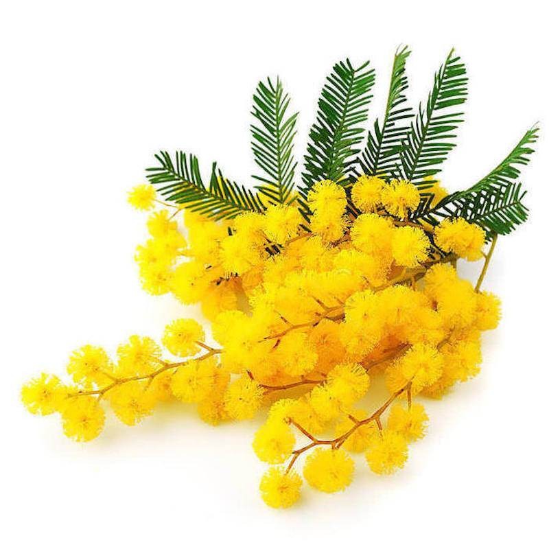 Yellow mimosa